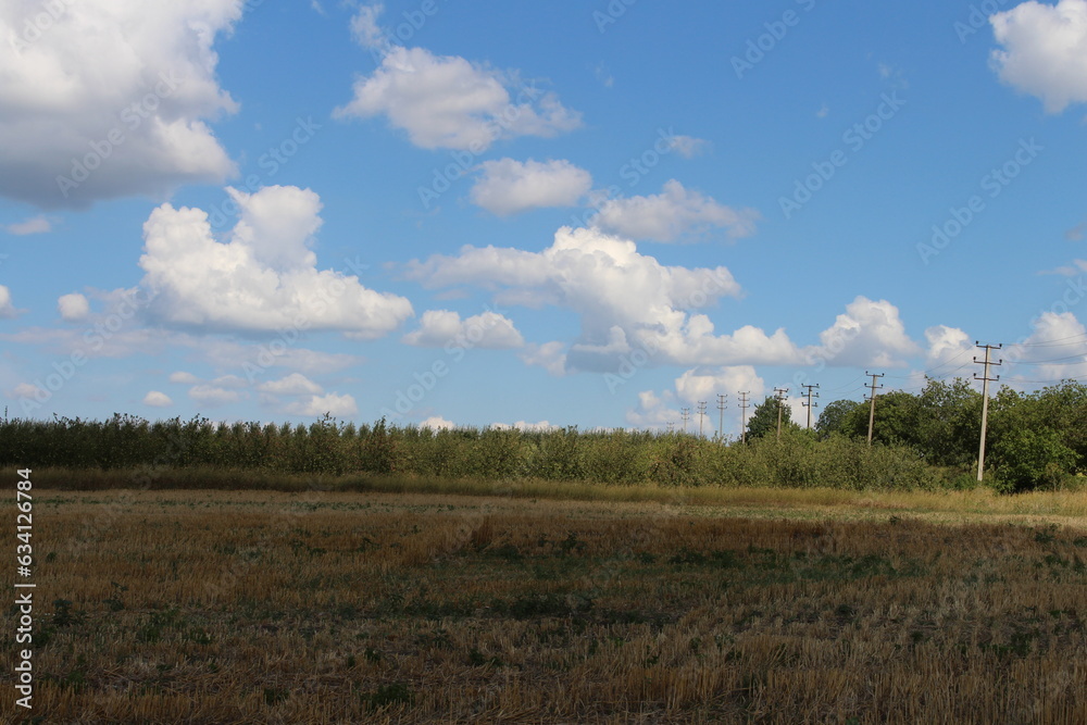 A field with trees and power lines in the background