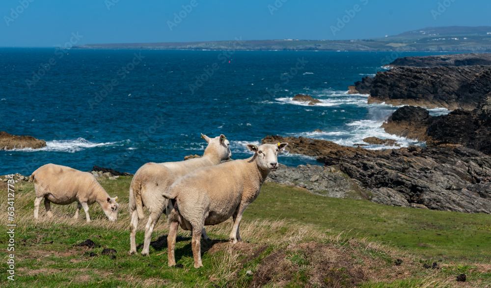 Naklejka premium Sheep along the Rhoscolyn Headland , Isle of Anglesey