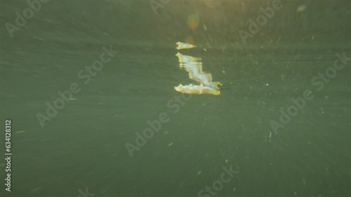 Worm Polychaeta Nereis virens (Alitta virens) from family Nereididae. Floats in water column during spawning for reproduction. White Sea photo