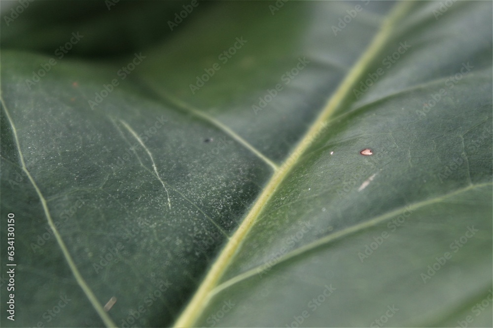 Close up of a leaf Close up of a leaf