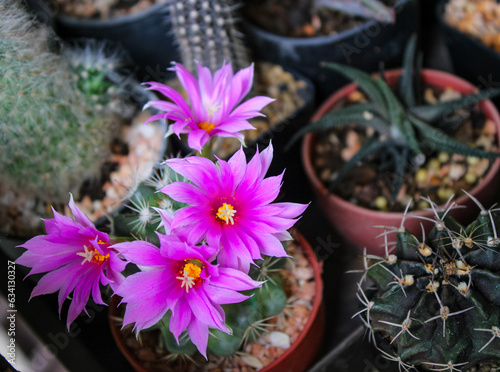 cactus in the garden