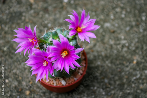 pink and white flowers