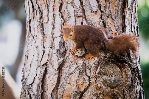 Portrait d'un écureuil aux poils roux dans une position drôle © PicsArt