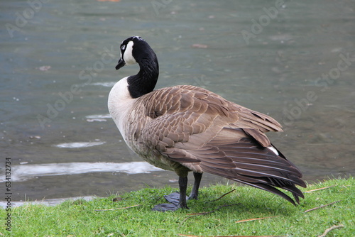 Bernache de dos, face à l'eau