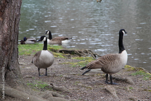 Groupe de Bernache du Canada