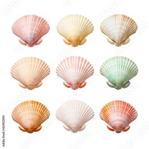 Seven shells on transparent background