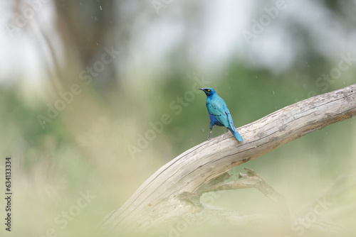 Greater blue-eared starling (Lamprotornis chalybaeus), Kenya