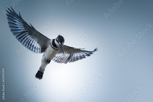 Pied Kingfisher, Ceryle rudis. Black and white bird.  Hovering in flight. Kenya, Lake Naivasha photo