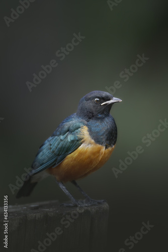 Superb Starling, Lamprotornis superbus, sitting on a branch. Beautiful shiny bird in the green forest, Kenya in Africa. Starling in the green tropic forest. Colorful bird. © Nathalie