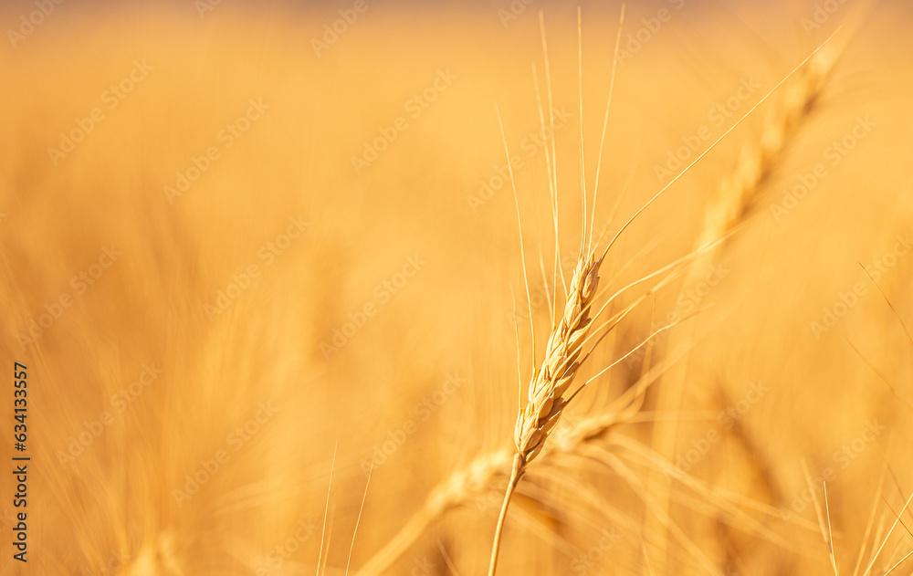 Wheat field on a sunny day. Grain farming, ears of wheat close-up. Agriculture, growing food products. Wheat field on a sunny day. Grain farming, ears of wheat close-up. Agriculture, growing food products.