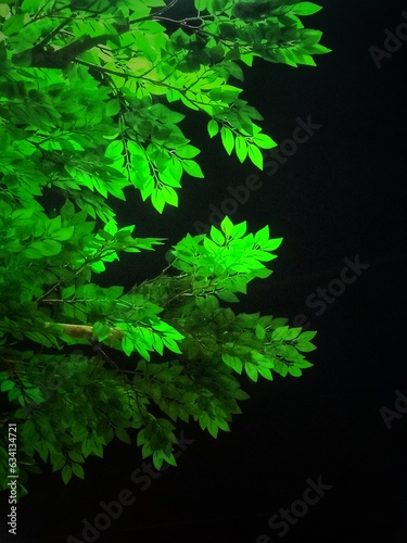 The image of the leaves lit up by the night light