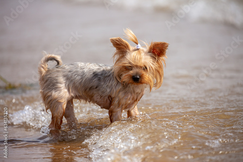 The dog walks along the sandy beach. The puppy enters the sea water for bathing. The pet plays with the owner on vacation. © Vera