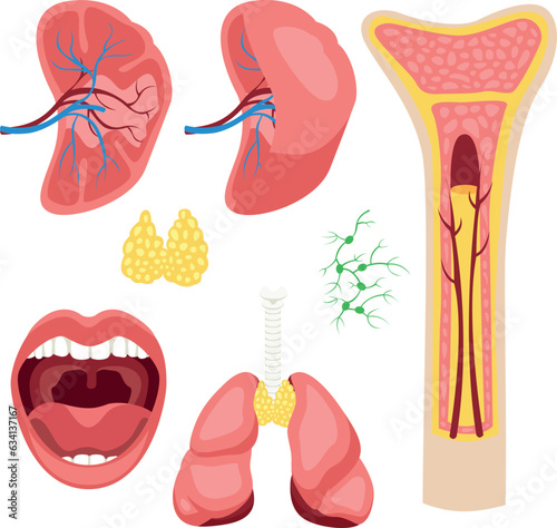 The human lymphatic system for study by surgeons and other doctors in medical universities isolated on a white background