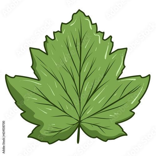 leaves isolated on white


