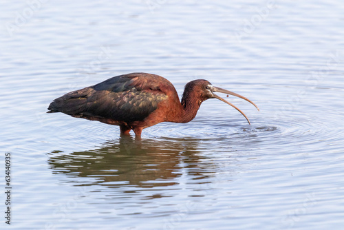 Ibis falcinel