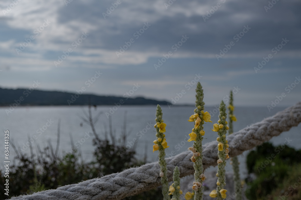 Mullein yellow flowers with rope by the sea