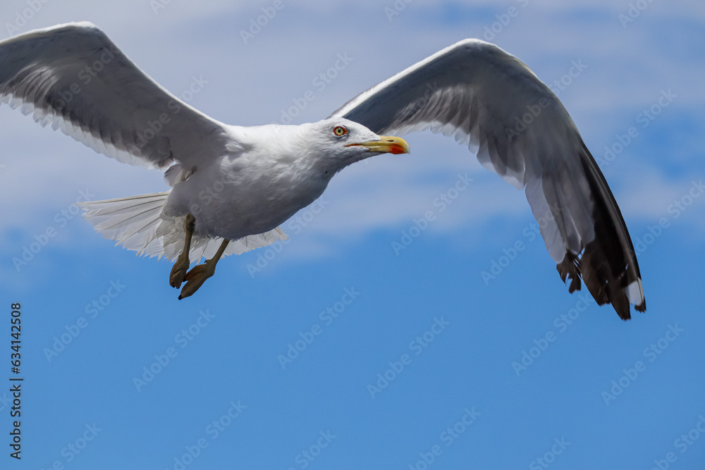 Flying seagulls against the sky over the Adriatic