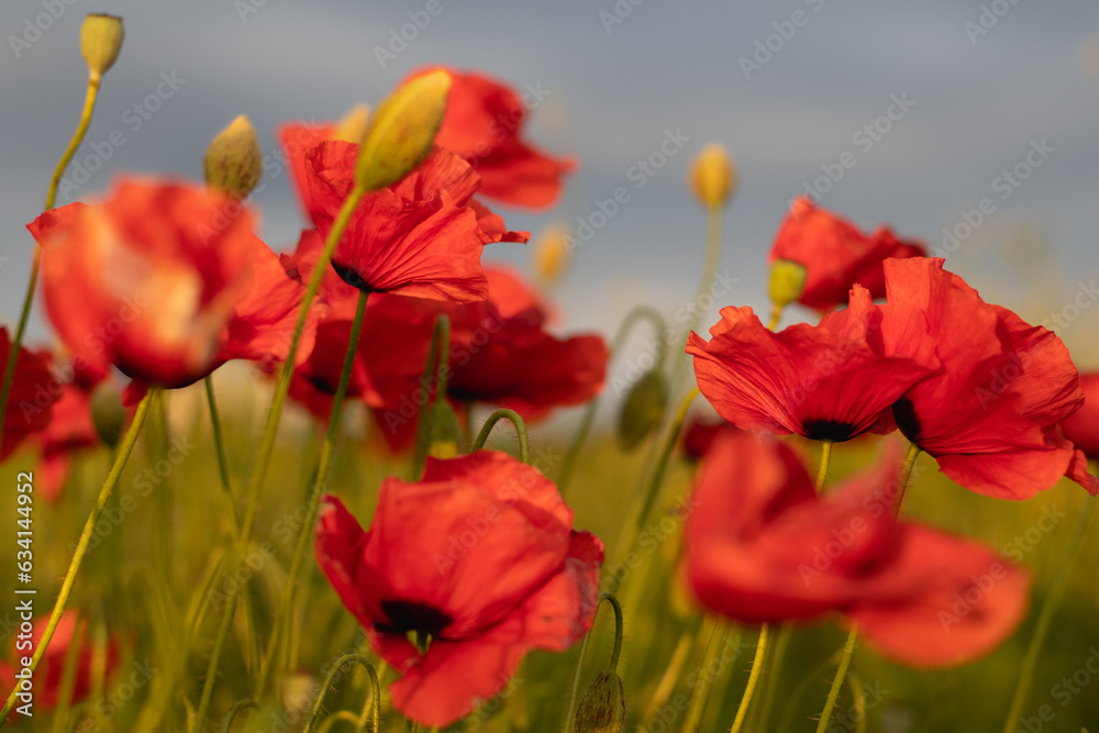 Obraz premium A field with red poppies with sky in the background