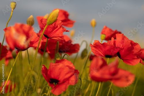 A field with red poppies with sky in the background