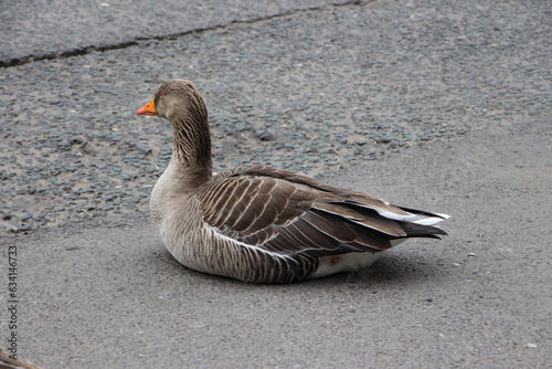 Oie grise sur bitume