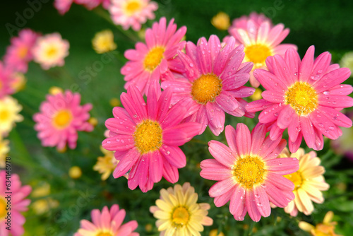 Lots of beautiful  blooming pink daisies.The concept of home gardening  gardening  flower shop.Blank for a greeting card for the holidays.Copyspace