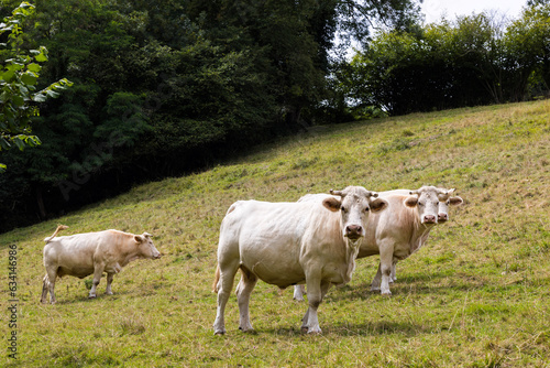Petit troupeau de vaches à la robe crème dans un champ en Normandie à Ménil-Hermei