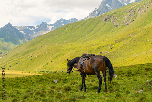 horses graze in the mountains