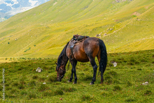 horses graze in the mountains © Alexander Lupin