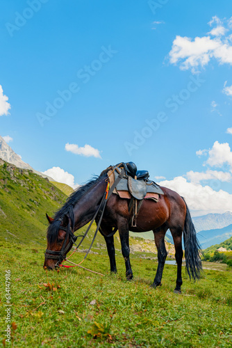 horses graze in the mountains © Alexander Lupin