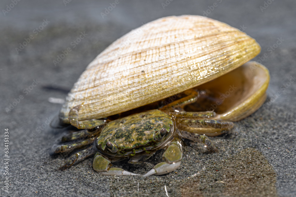Mud-flat Crab (Hemigrapsus oregonensis) on a Vancouver Island Beach