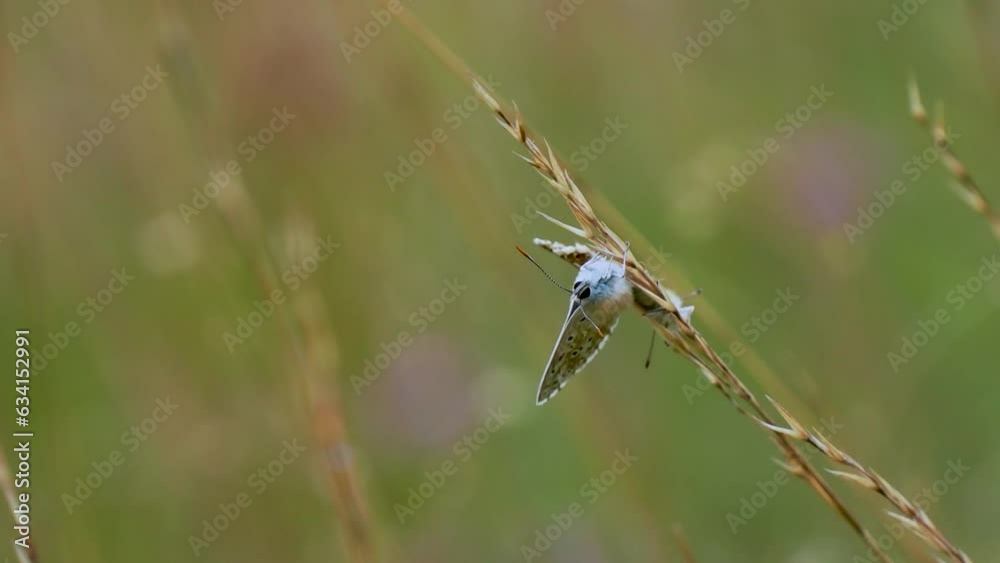 Chalkhill Blue Butterflies Mating in Grass Chalkhill Blue Butterflies Mating in Grass