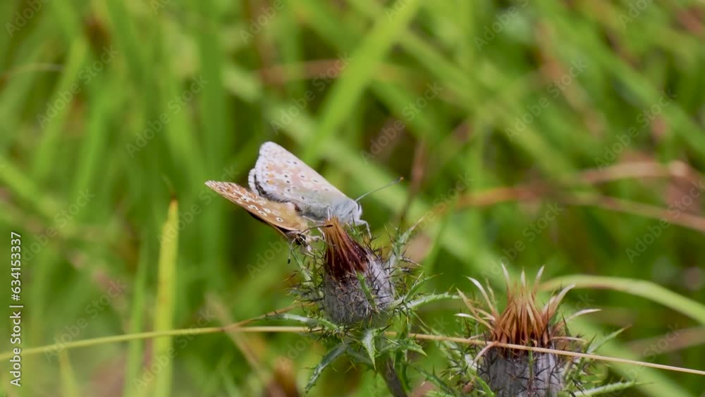 Chalkhill Blue Butterflies Mating on Carline Thistle Chalkhill Blue Butterflies Mating on Carline Thistle