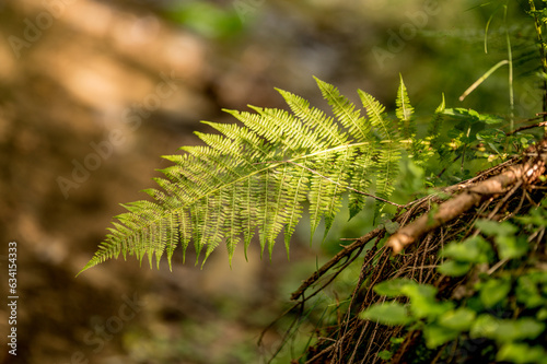 close up of fern leaf © dream Hunter 