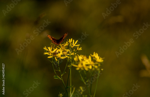 Butterfly  © dream Hunter 