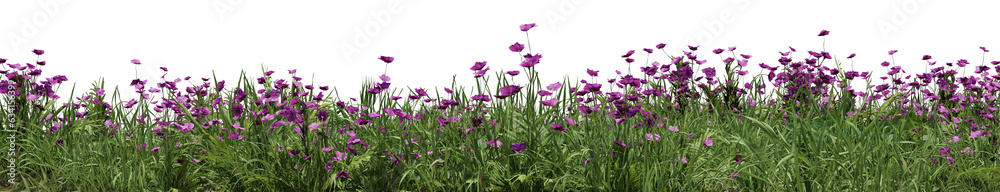 Evergreen Grass field and Purple flower in nature, Flowres on garden in springtime, Tropical forest isolated on transparent background - PNG file, 3D rendering illustration