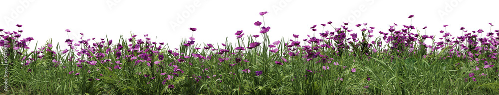Evergreen Grass field and Purple flower in nature, Flowres on garden in springtime, Tropical forest isolated on transparent background - PNG file, 3D rendering illustration Evergreen Grass field and Purple flower in nature, Flowres on garden in springtime, Tropical forest isolated on transparent background - PNG file, 3D rendering illustration