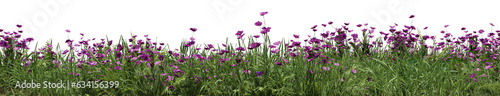 Фотография Evergreen Grass field and Purple flower in nature, Flowres on garden in springti