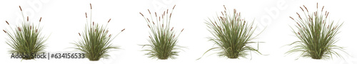Photography Set of Carex brunnea or Brown sedge plant with isolated on transparent background