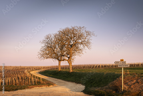 trees in a vineyard field