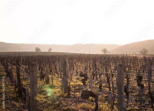 vineyard in autumn photo