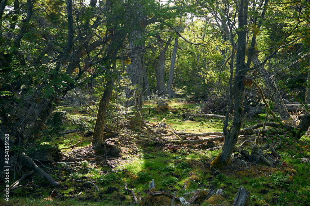 Fototapeta premium Parque Nacional Tierra de fuego, Ushuaia, Argentina. 