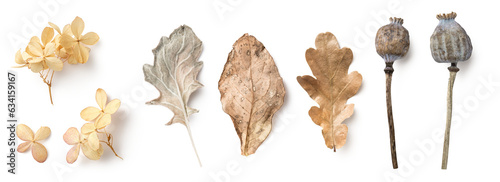 bright natural autumn / fall design elements in neutral colors / hues isolated over a transparent background, feminine seasonal forest or garden elements, dry leaves, hydrangea flowers, poppy pods