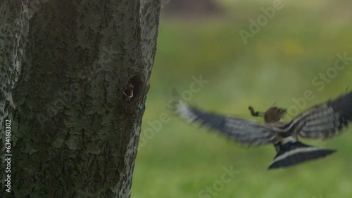 Slow motion of Hoopoe bird flying to hole cavity nest and feeding babies