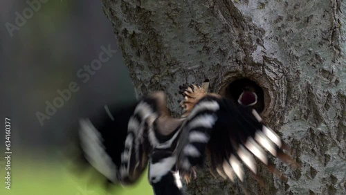 Hoopoe bird feeding babies in tree hole nest