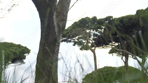 Hoopoe bird flying to tree cavity nest and bringing food to babies