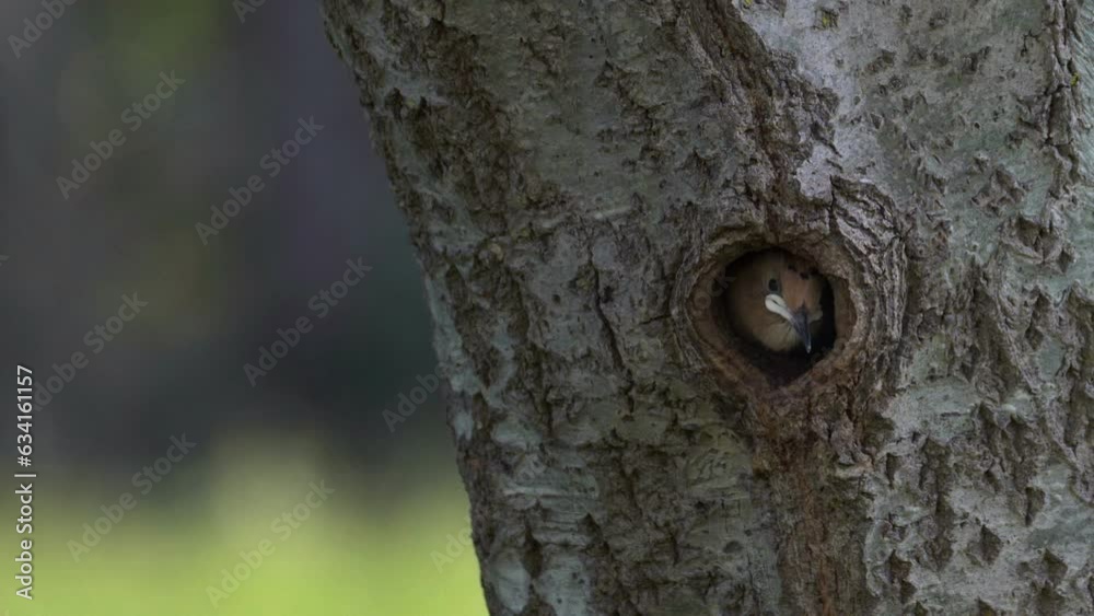 Young Hoopoe baby bird in tree hole nest waiting for food Young Hoopoe baby bird in tree hole nest waiting for food