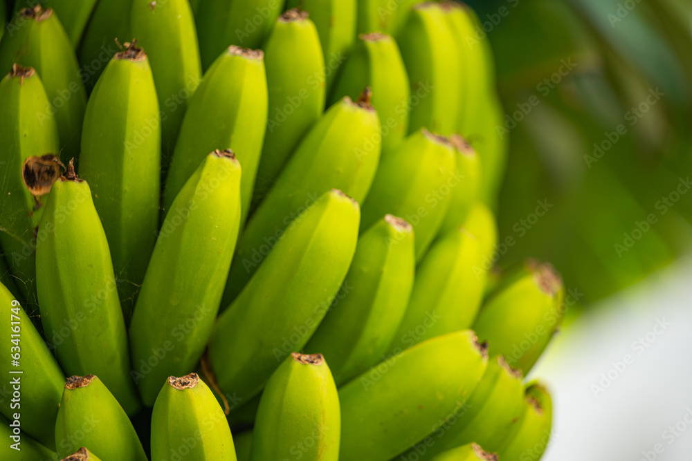 green bananas close-up