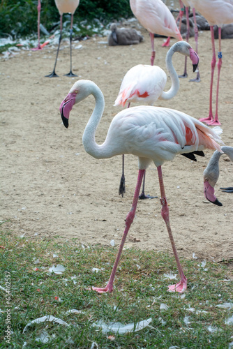 Lonely pink flamingo quickly runs away from flamingo flock