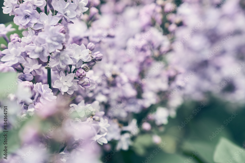 Fototapeta premium The branches of the double lilac blossomed in full bloom of the petals of purple spring flowers in a flower garden in nature. High quality photo