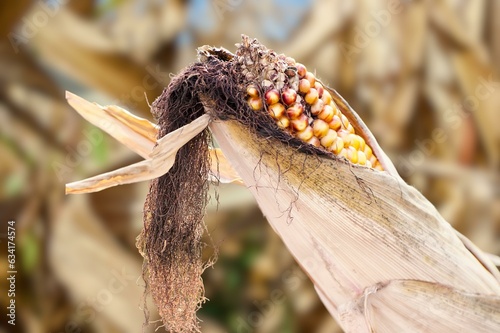 Corn cobs affected by a fungal disease - fusarium (Fusarium moniliforme). Bubble smut manifests itself in the form of pathological neoplasms galls usarium moniliforme synonym of F. verticillioides.  photo